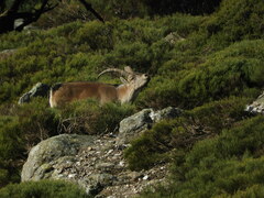 Capra pyrenaica victoriae