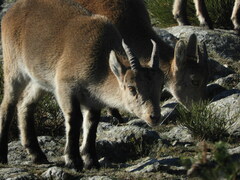 Capra pyrenaica victoriae