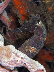 Hippocampus reidi
