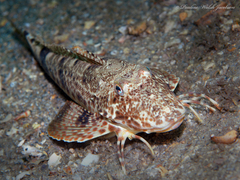 Prionotus scitulus