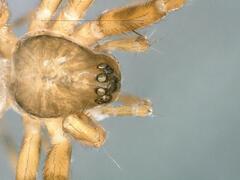 Lepthyphantes leprosus