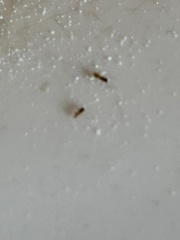 Tapinoma melanocephalum