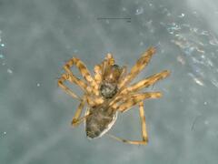 Lepthyphantes leprosus