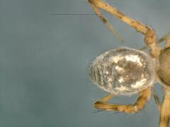 Lepthyphantes leprosus