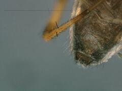 Lepthyphantes leprosus