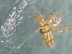 Lepthyphantes leprosus