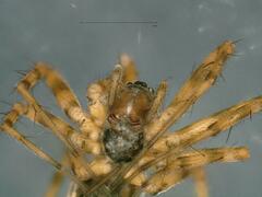 Lepthyphantes leprosus