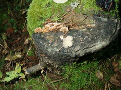 Naematelia encephala