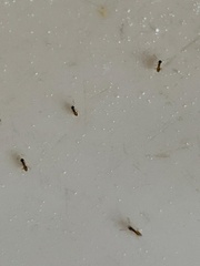 Tapinoma melanocephalum