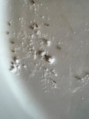 Tapinoma melanocephalum