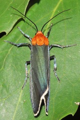 Apistosia judas