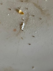 Tapinoma melanocephalum