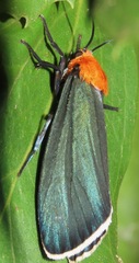 Apistosia judas