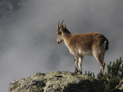 Capra pyrenaica victoriae