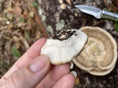 Trametes lactinea