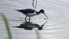 Himantopus mexicanus knudseni
