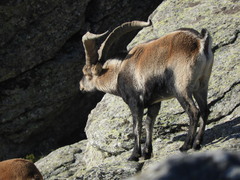 Capra pyrenaica victoriae