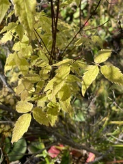Clematis alpina sibirica