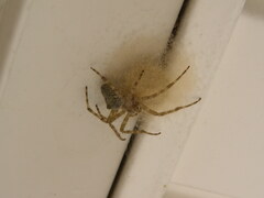 Araneus cavaticus
