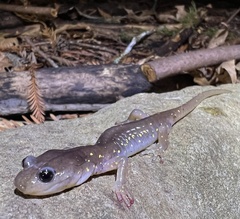 Aneides lugubris