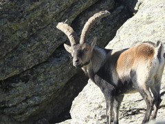Capra pyrenaica victoriae