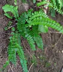 Asplenium trichomanes