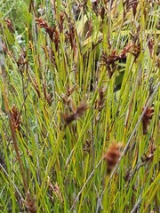 Hypodiscus aristatus