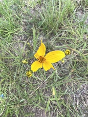 Bidens triplinervia