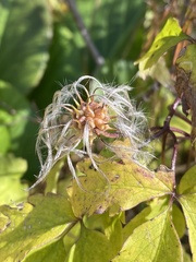 Clematis alpina sibirica