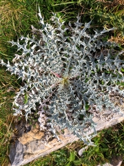 Carduus carlinoides