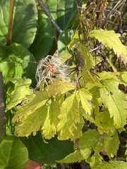Clematis alpina sibirica