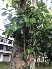 Ficus obtusifolia