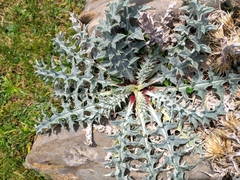 Carduus carlinoides