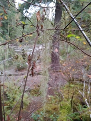 Usnea longissima