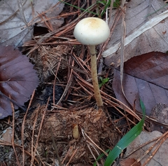 Protostropharia semiglobata