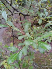 Salix scouleriana