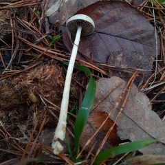 Protostropharia semiglobata