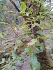 Salix scouleriana
