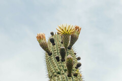 Trichocereus chiloensis chiloensis