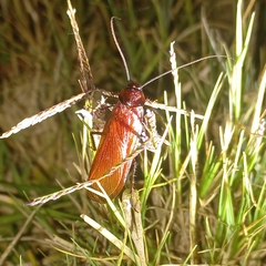 Blattinae