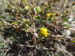 Deinandra corymbosa