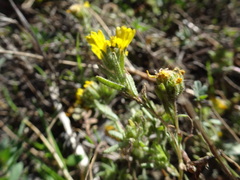 Deinandra corymbosa