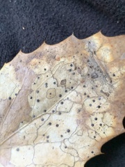 Coccomyces dentatus
