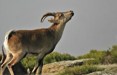 Capra pyrenaica victoriae