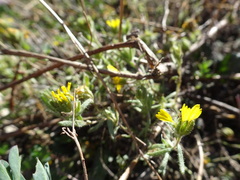 Deinandra corymbosa