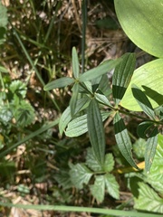 Rubieae