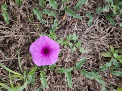 Ipomoea crassipes