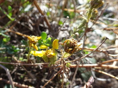 Deinandra corymbosa