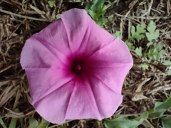 Ipomoea crassipes