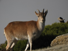 Capra pyrenaica victoriae